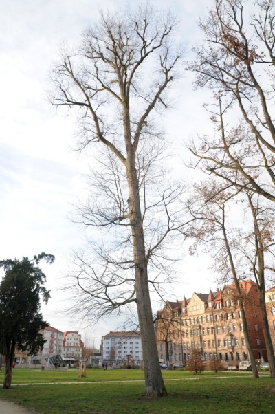 Fagus sylvatica var. tortuosa