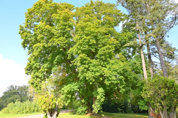 Quercus robur Purple-Leaf Group